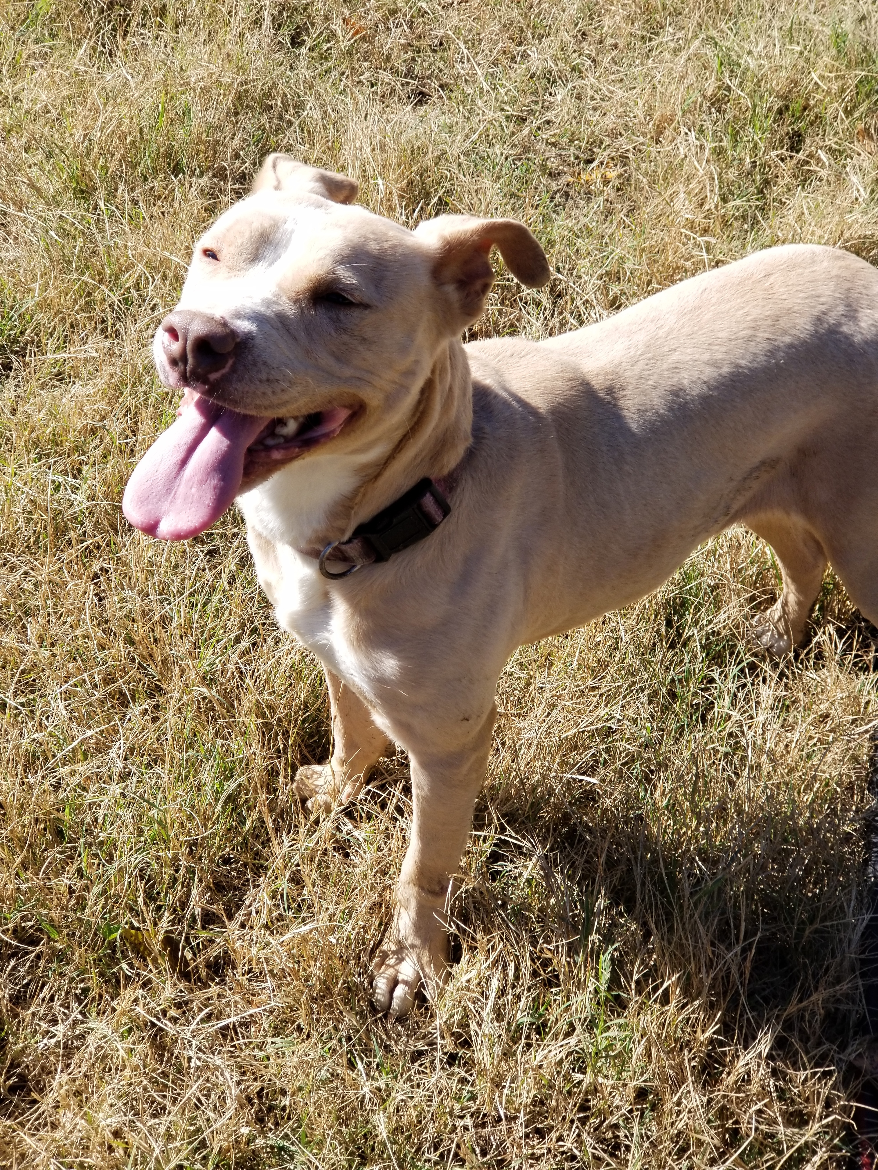Shiloh, an adoptable Pit Bull Terrier in Samson, AL, 36477 | Photo Image 6