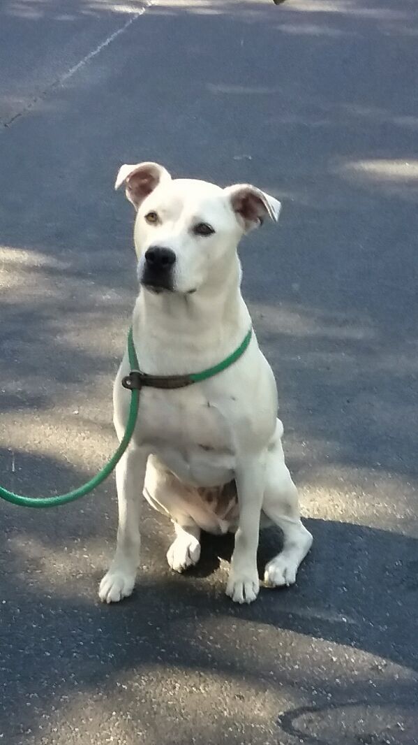 Jesse, an adoptable Labrador Retriever, Boxer in Westminster, SC, 29693 | Photo Image 1