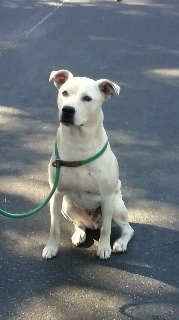 white lab boxer mix puppies