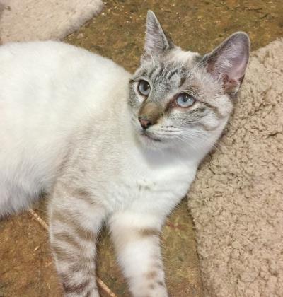 Cat For Adoption Asante A Siamese Tabby Mix In Griffin Ga