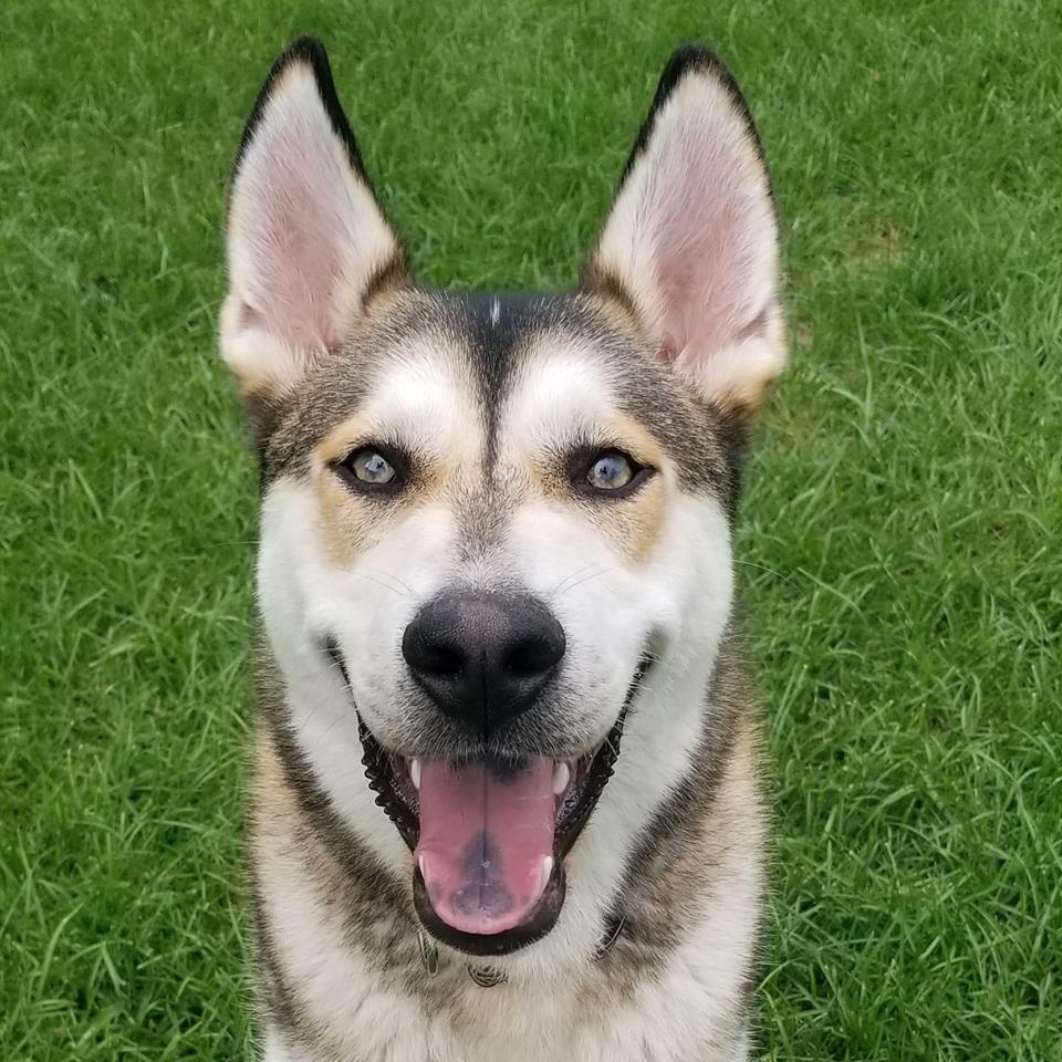 German shepherd husky hot sale mix near me