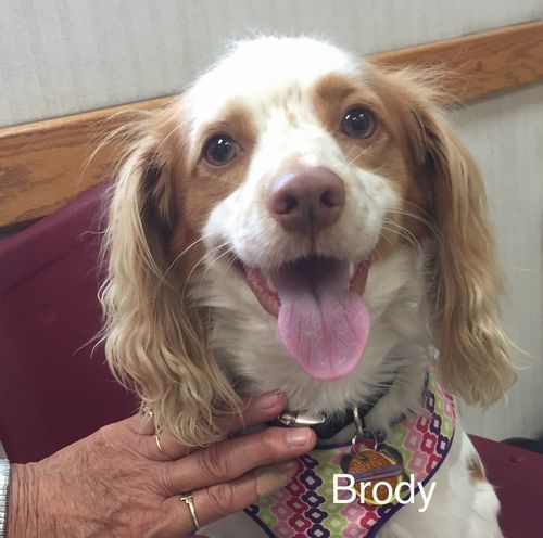 Brody 1