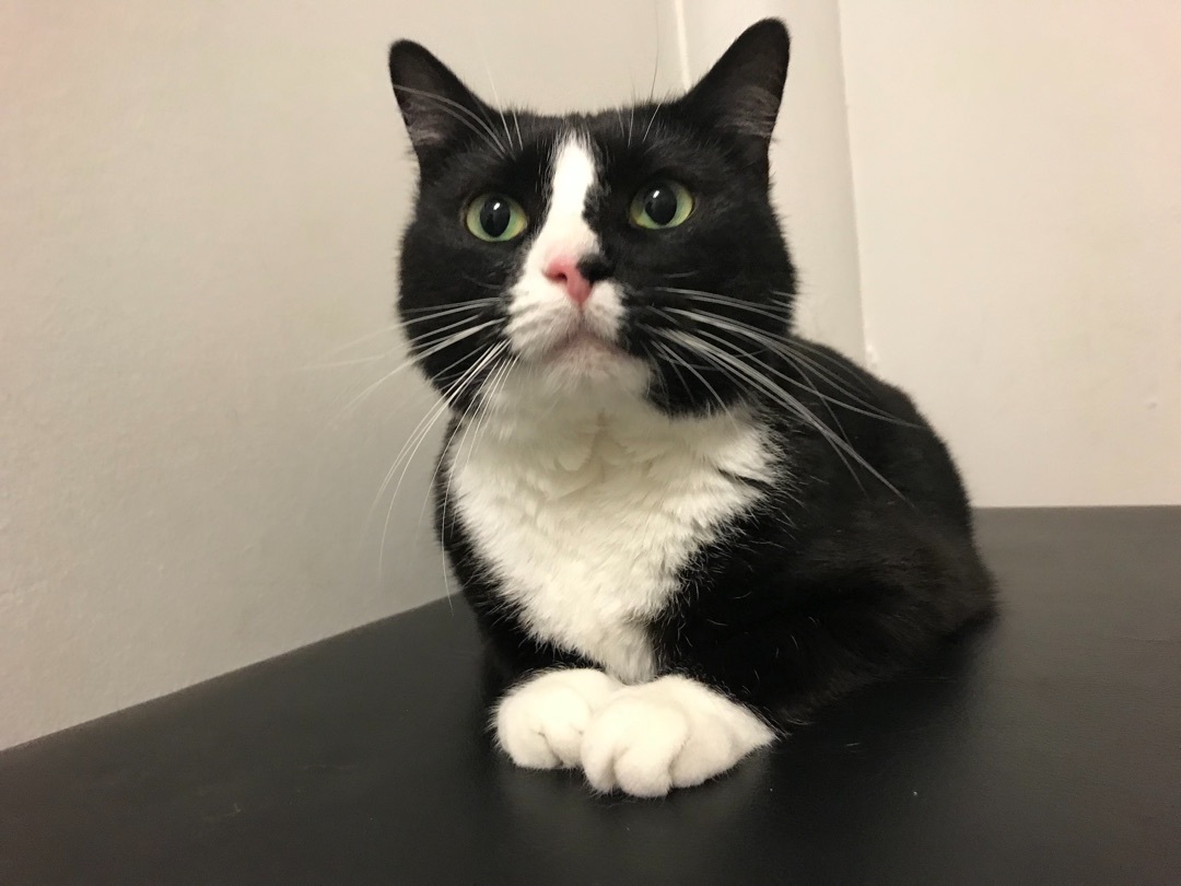 Darla---Sponsored, an adoptable American Shorthair in Hopkinsville, KY, 42240 | Photo Image 1