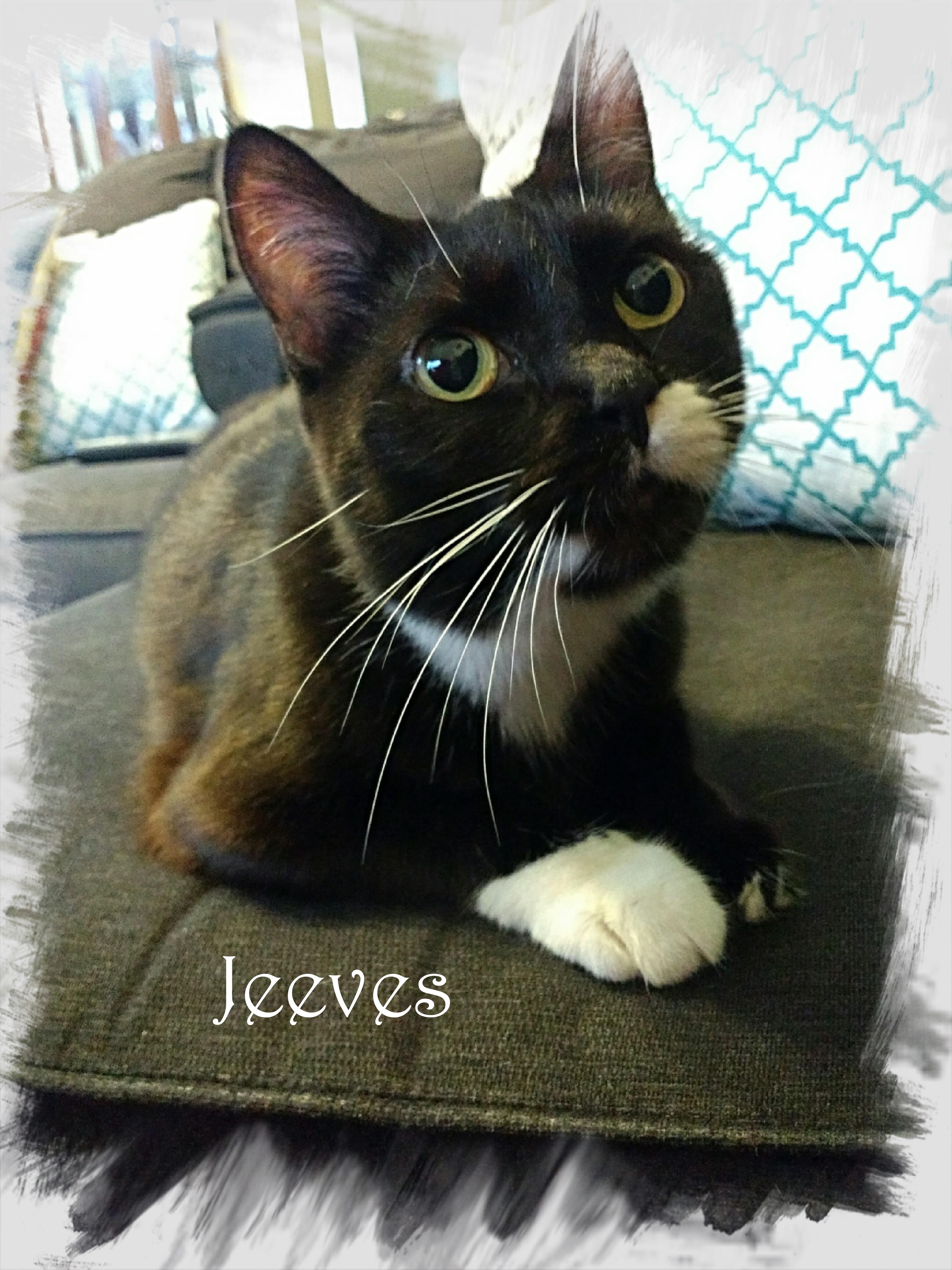 Jeeves detail page