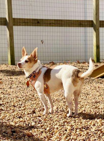 Ginger, an adoptable Chihuahua in Sandston, VA, 23150 | Photo Image 3