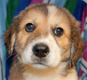 Salem WAS Dandelion, an adoptable Golden Retriever, Great Pyrenees in Portsmouth, OH, 45662 | Photo Image 2