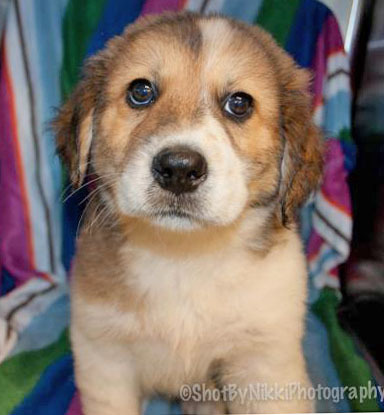 Salem WAS Dandelion, an adoptable Golden Retriever, Great Pyrenees in Portsmouth, OH, 45662 | Photo Image 4