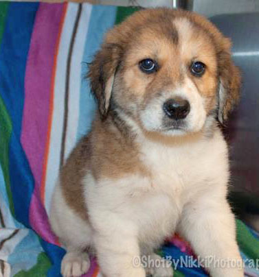 Salem WAS Dandelion, an adoptable Golden Retriever, Great Pyrenees in Portsmouth, OH, 45662 | Photo Image 5