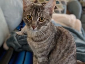 Tris [SPECIAL ADOPTION FEE]