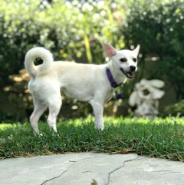 Dog For Adoption Elsa A Shiba Inu Chihuahua Mix In