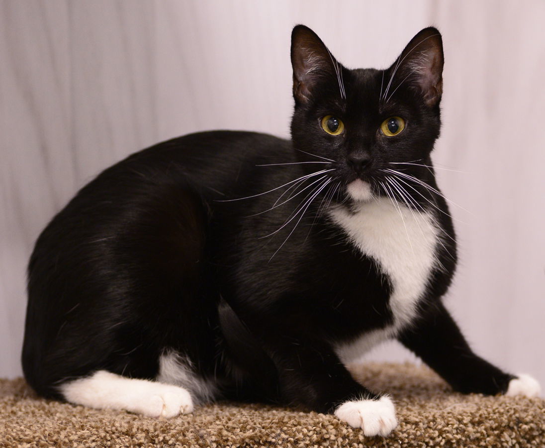 Barrel, an adoptable Domestic Short Hair in Los Alamitos, CA, 90720 | Photo Image 1