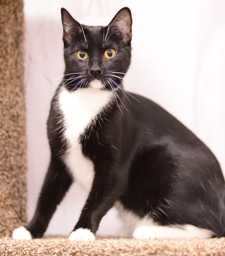 Barrel, an adoptable Domestic Short Hair in Los Alamitos, CA, 90720 | Photo Image 2