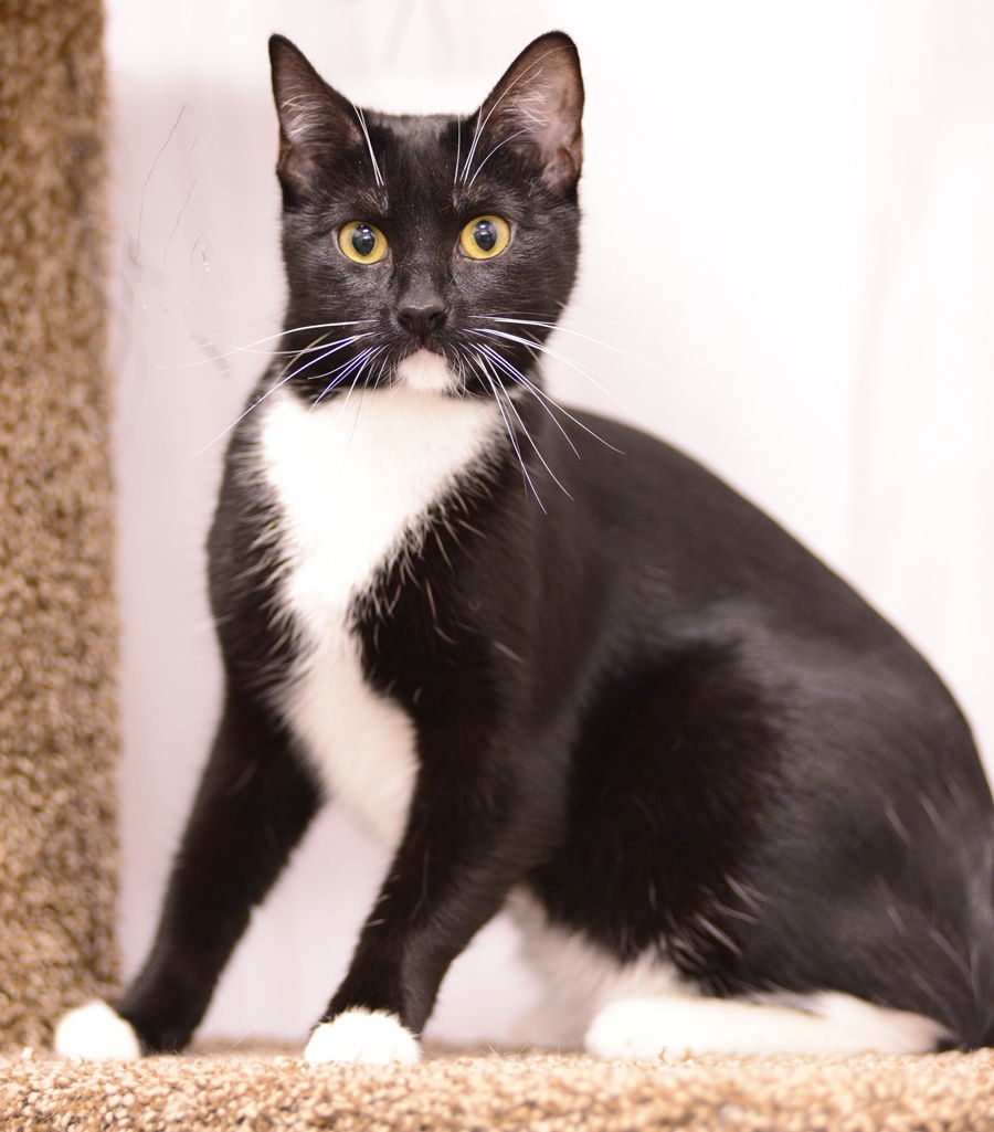 Barrel, an adoptable Domestic Short Hair in Los Alamitos, CA, 90720 | Photo Image 2