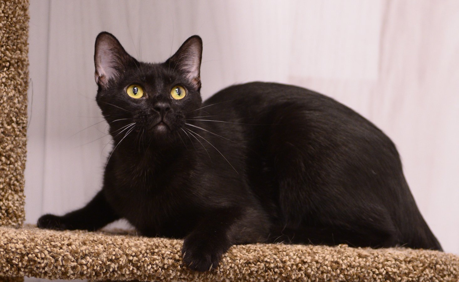 Lock, an adoptable Domestic Short Hair in Los Alamitos, CA, 90720 | Photo Image 1