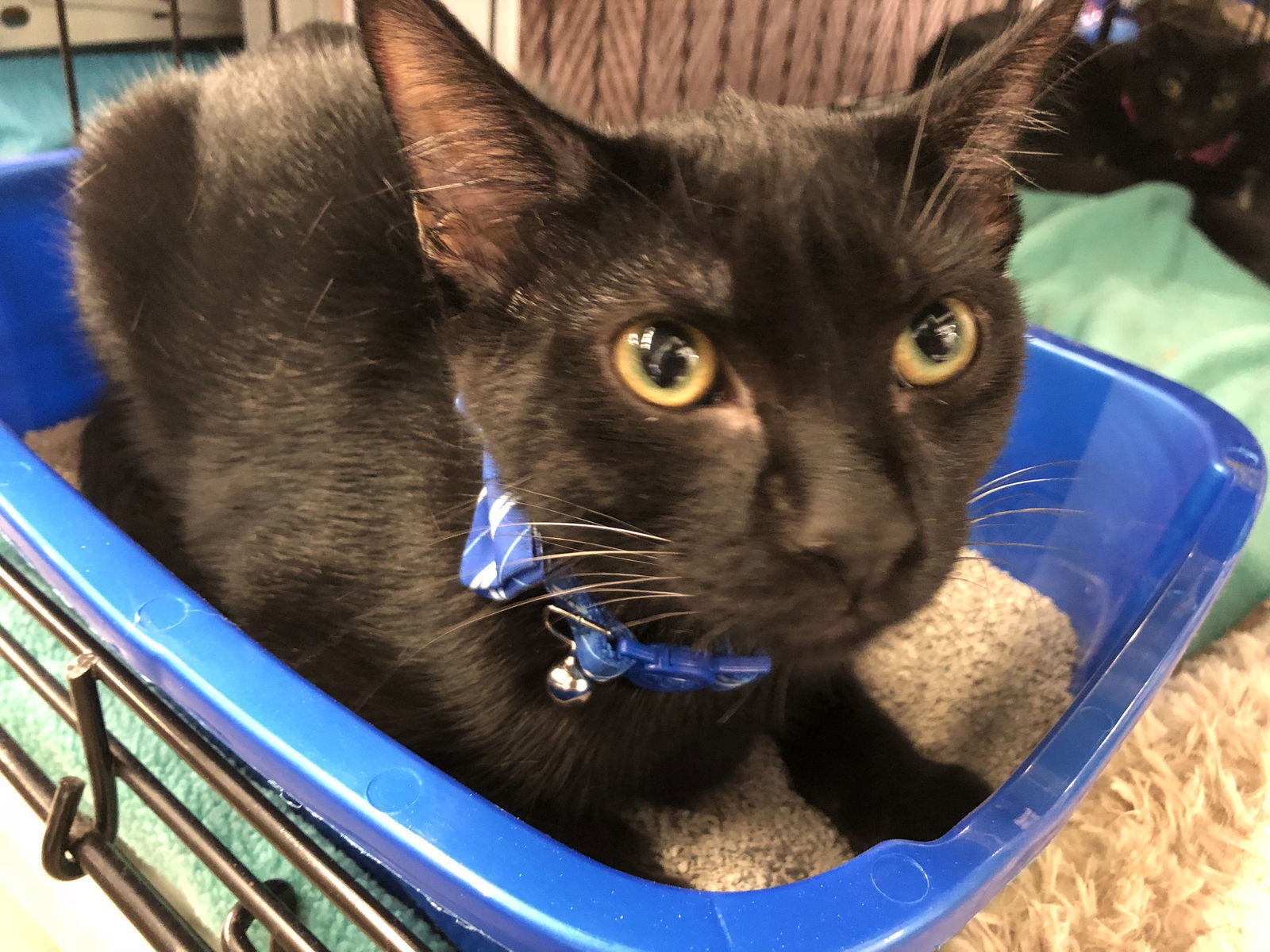 Lock, an adoptable Domestic Short Hair in Los Alamitos, CA, 90720 | Photo Image 3