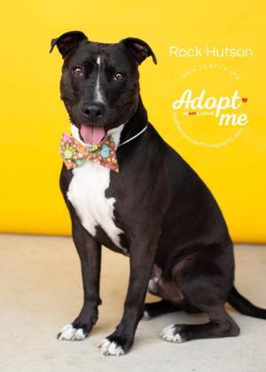 Rock Hutson, an adoptable Pit Bull Terrier in Visalia, CA, 93277 | Photo Image 1
