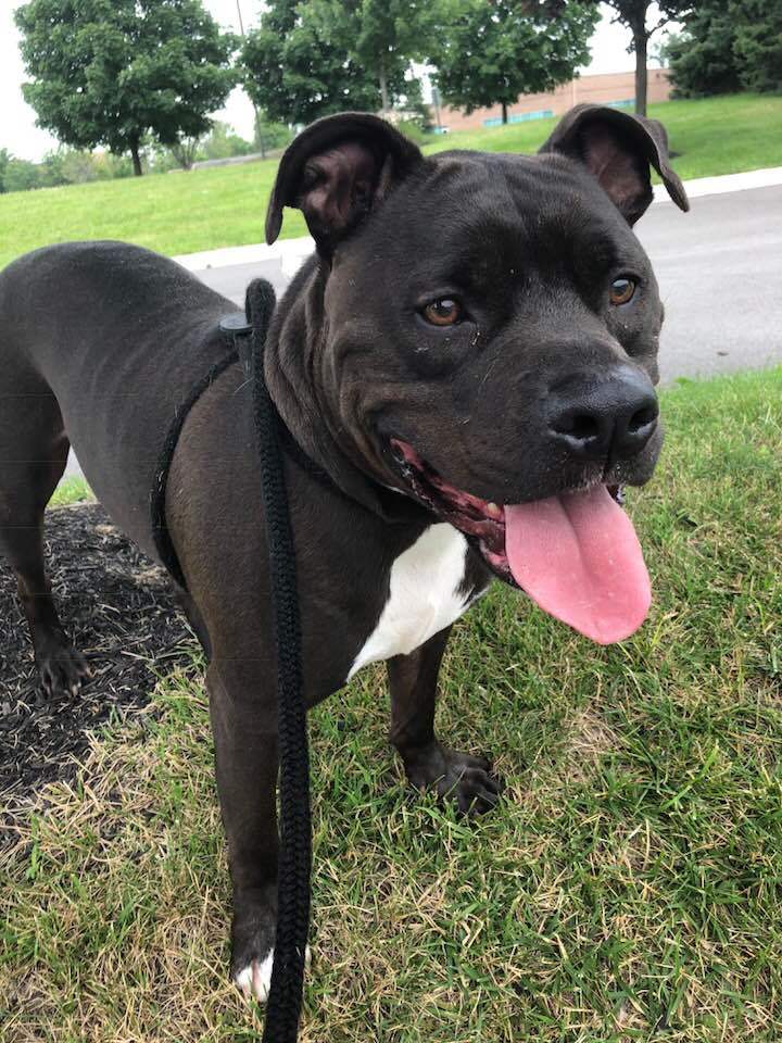 Harrison, an adoptable Pit Bull Terrier in Blacklick, OH, 43004 | Photo Image 1