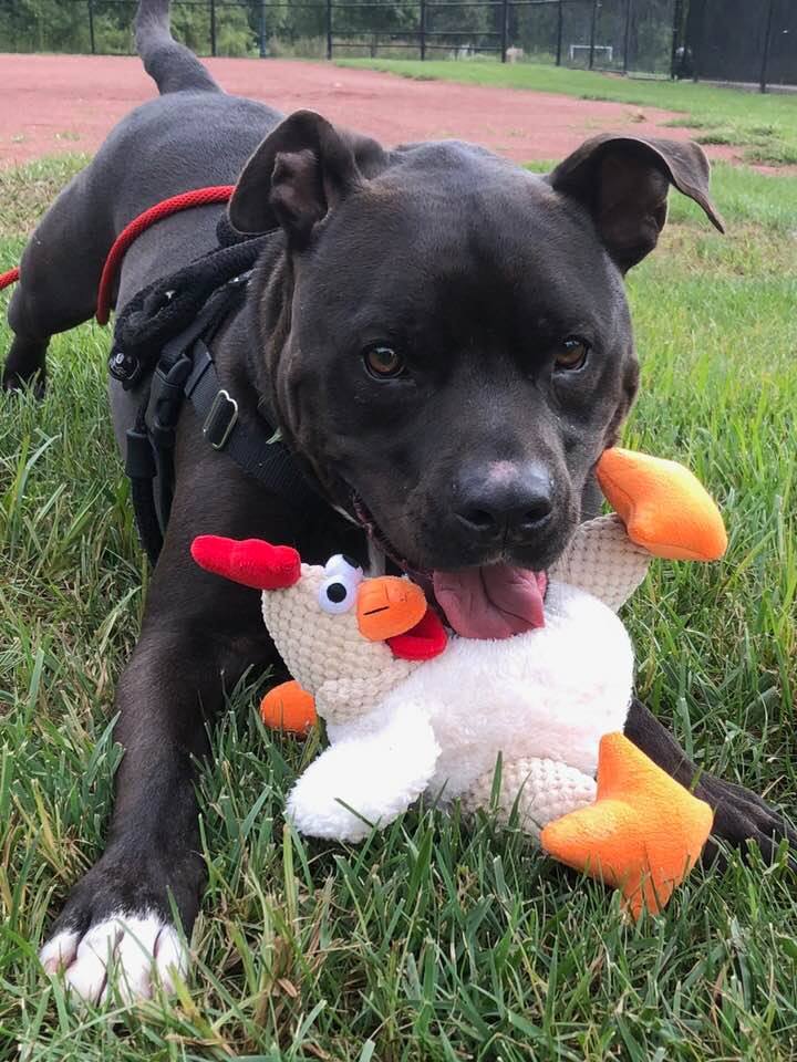 Harrison, an adoptable Pit Bull Terrier in Blacklick, OH, 43004 | Photo Image 2