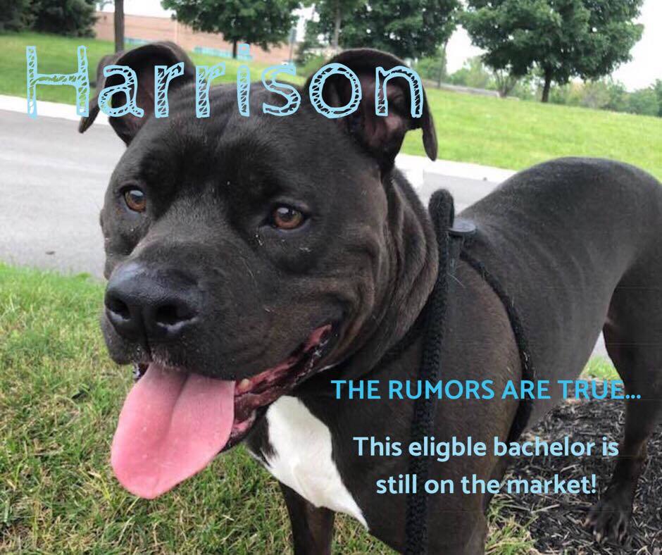 Harrison, an adoptable Pit Bull Terrier in Blacklick, OH, 43004 | Photo Image 3