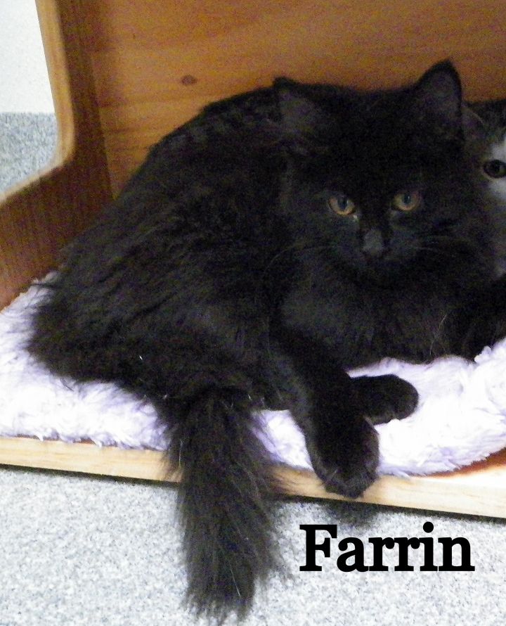 Farrin 1
