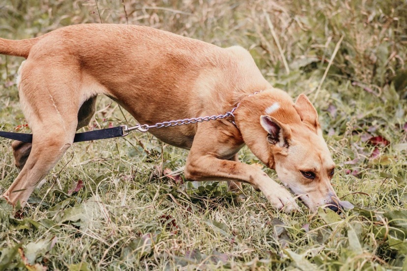 Madea, an adoptable Labrador Retriever in Henrietta, TX, 76365 | Photo Image 2