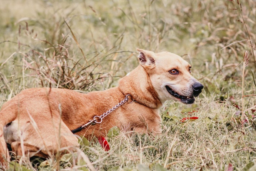 Madea, an adoptable Labrador Retriever in Henrietta, TX, 76365 | Photo Image 3
