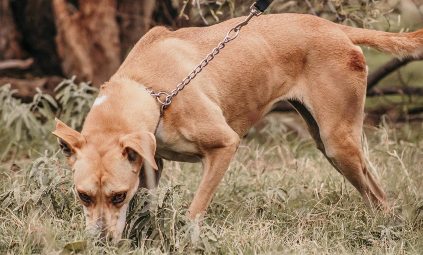 Madea, an adoptable Labrador Retriever in Henrietta, TX, 76365 | Photo Image 4