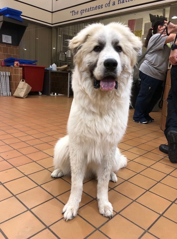 Mulligan, an adopted Great Pyrenees in Chicago, IL_image-3
