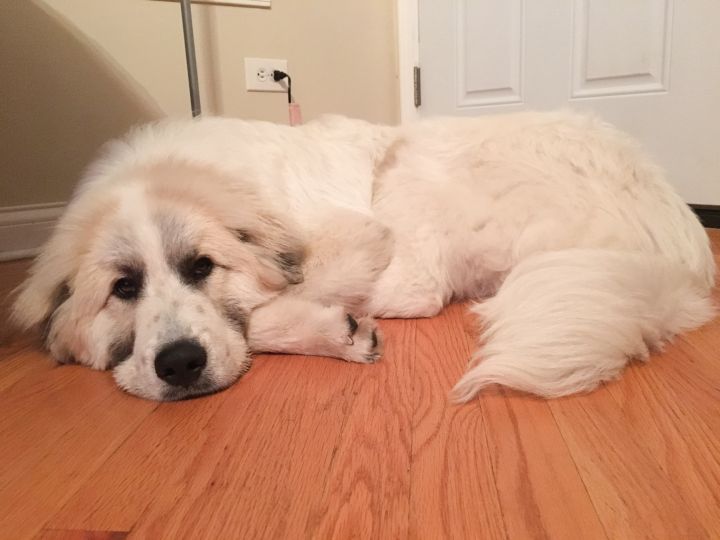 Mulligan, an adopted Great Pyrenees in Chicago, IL_image-1
