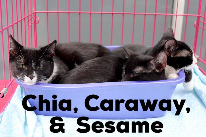 'Seed Kittens' | Sesame & Chia 3