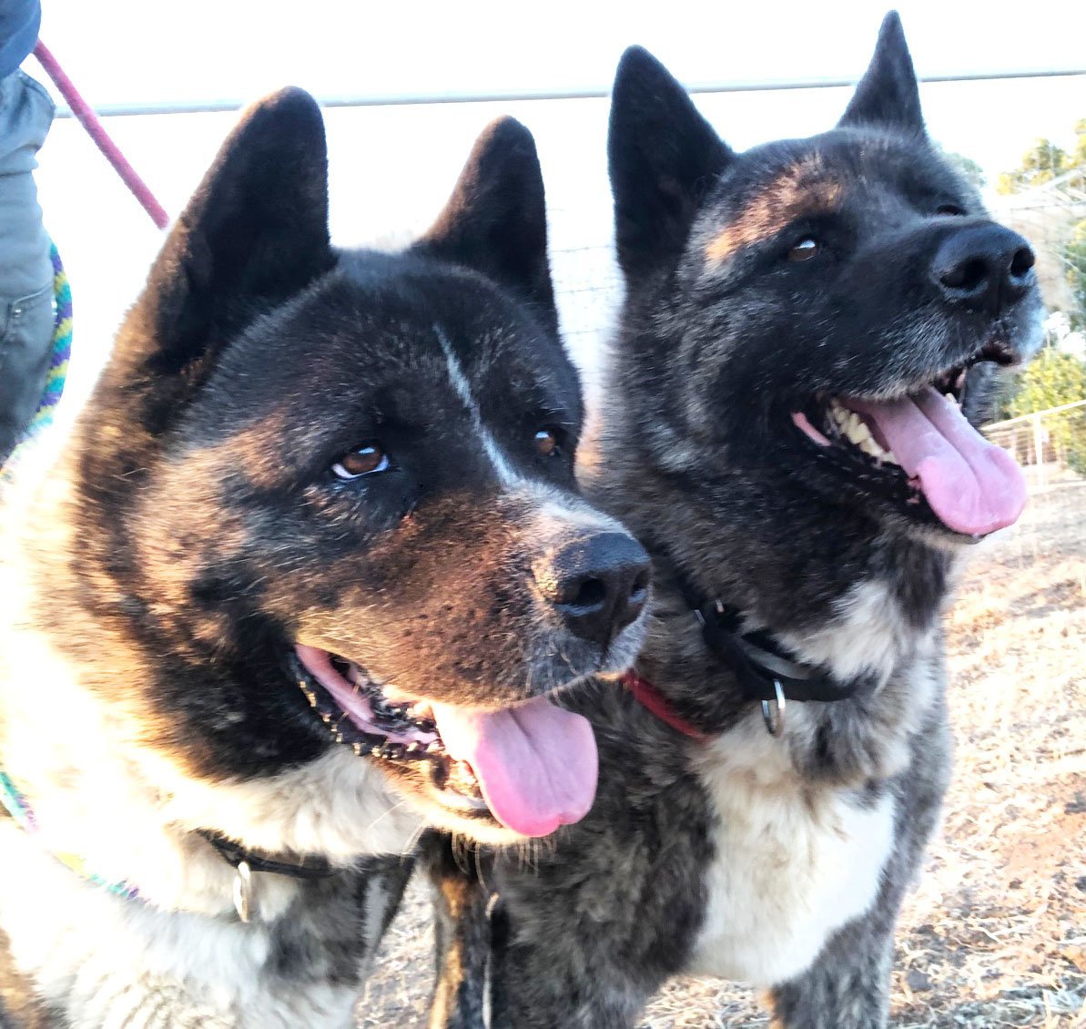 Koi and Saxon, an adoptable Akita in Romoland, CA, 92585 | Photo Image 1