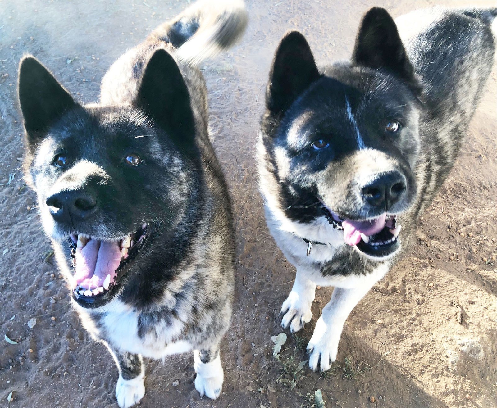 Koi and Saxon, an adoptable Akita in Romoland, CA, 92585 | Photo Image 2