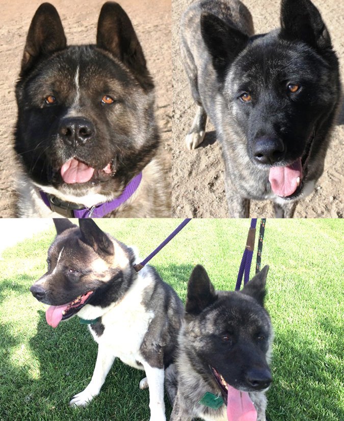 Koi and Saxon, an adoptable Akita in Romoland, CA, 92585 | Photo Image 3