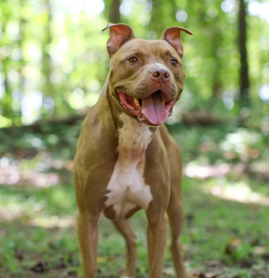 King, an adoptable American Staffordshire Terrier in Charlotte, NC, 28215 | Photo Image 1