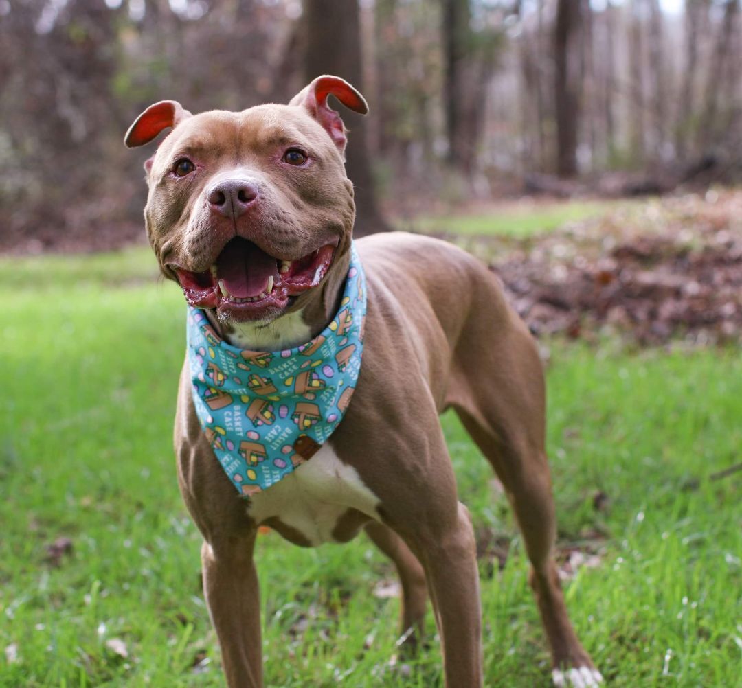 King, an adoptable American Staffordshire Terrier in Charlotte, NC, 28215 | Photo Image 3