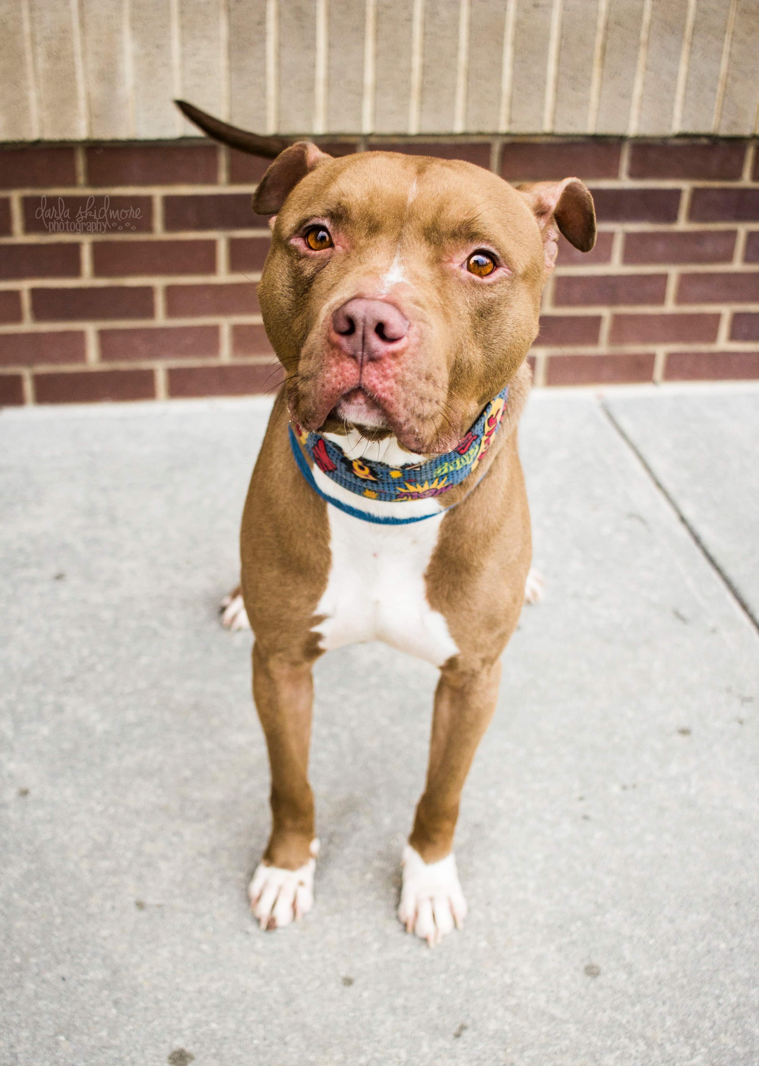 King, an adoptable American Staffordshire Terrier in Charlotte, NC, 28215 | Photo Image 4