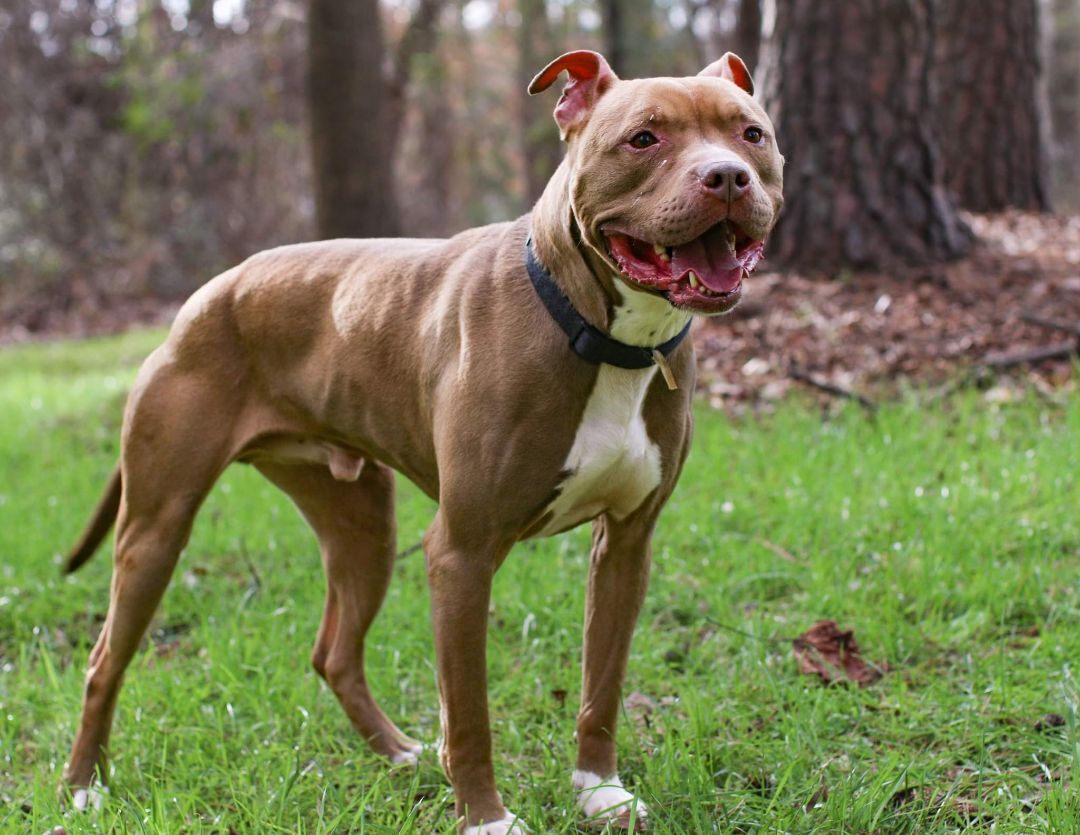 King, an adoptable American Staffordshire Terrier in Charlotte, NC, 28215 | Photo Image 5