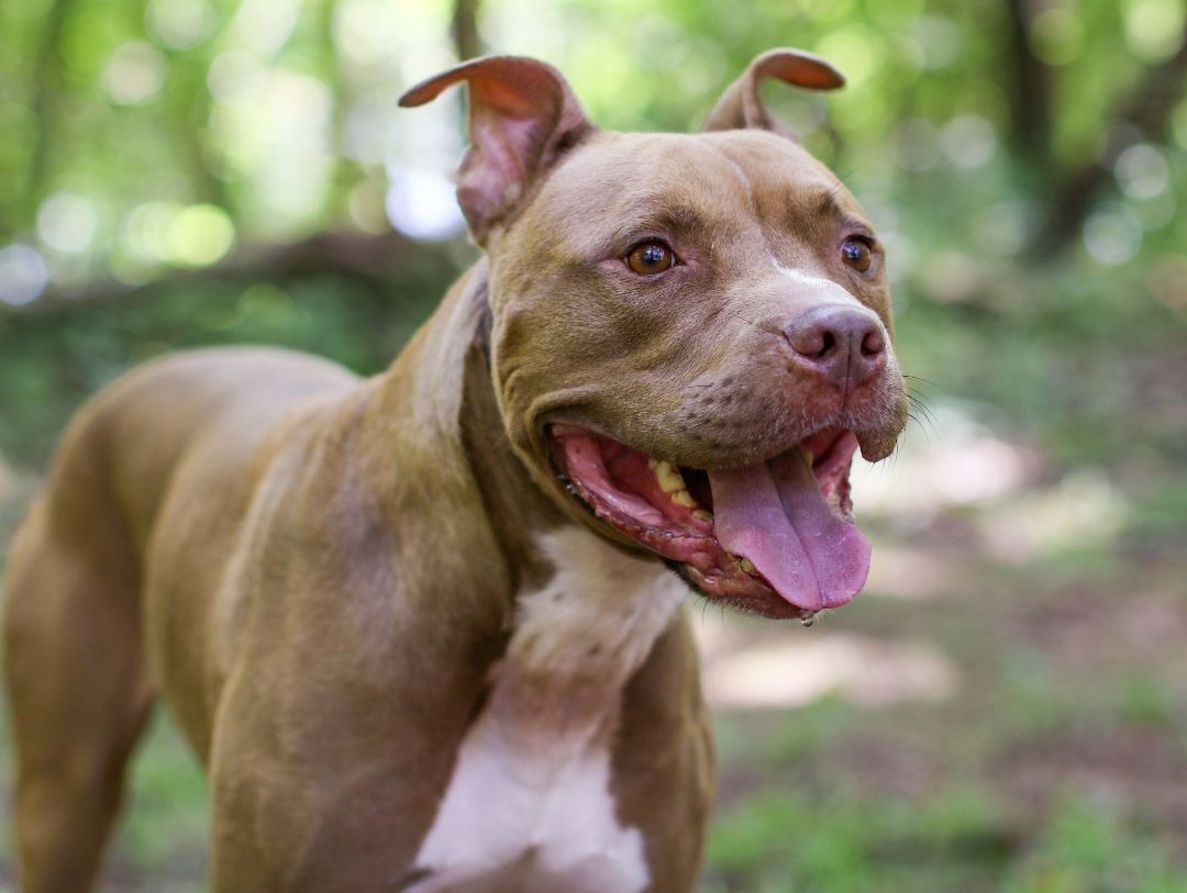 King, an adoptable American Staffordshire Terrier in Charlotte, NC, 28215 | Photo Image 6