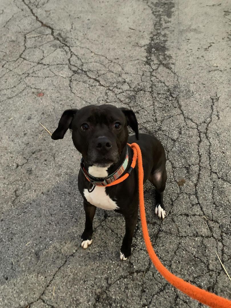 Onyx, an adoptable American Staffordshire Terrier in Youngstown, OH, 44512 | Photo Image 2