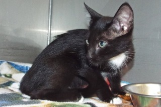 Pipsqueak, an adoptable Tuxedo in Green Valley, AZ, 85614 | Photo Image 1