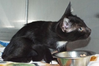 Pipsqueak, an adoptable Tuxedo in Green Valley, AZ, 85614 | Photo Image 3