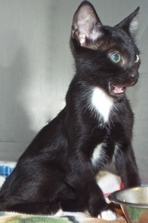 Pipsqueak, an adoptable Tuxedo in Green Valley, AZ, 85614 | Photo Image 4