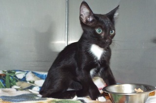 Pipsqueak, an adoptable Tuxedo in Green Valley, AZ, 85614 | Photo Image 5