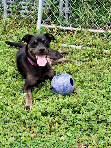 Luna, an adoptable Terrier in Waterloo, IA, 50703 | Photo Image 1