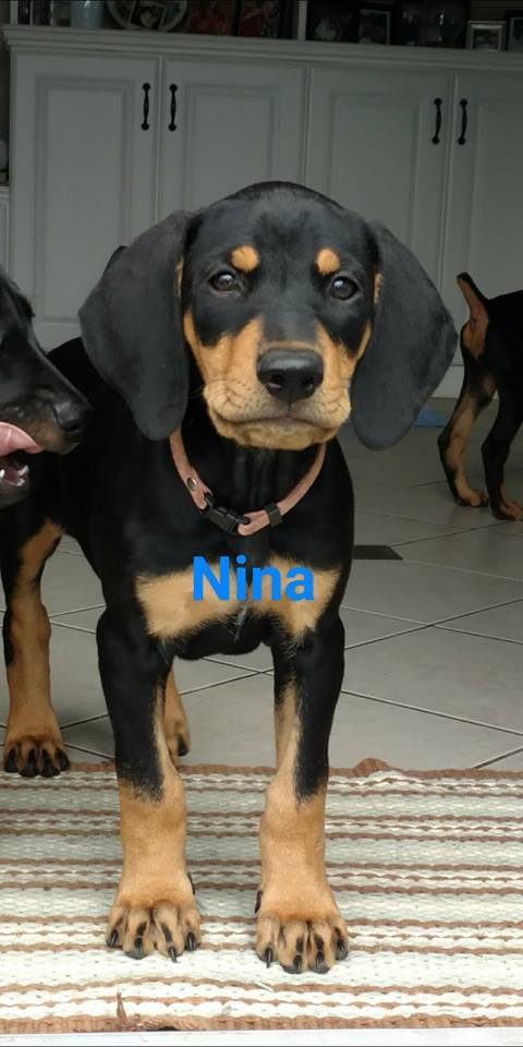 Nina 3