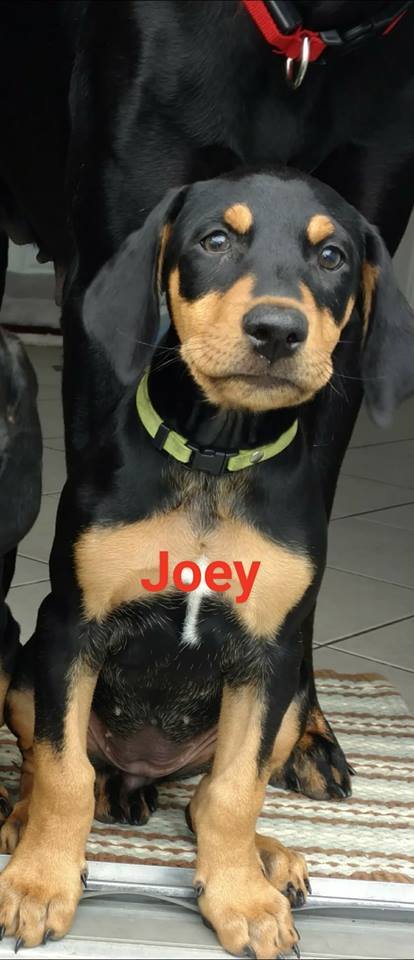 Josephine "Joey" 3