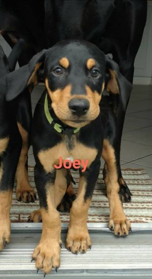 Josephine "Joey"