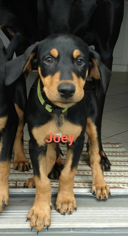 Josephine "Joey" 1