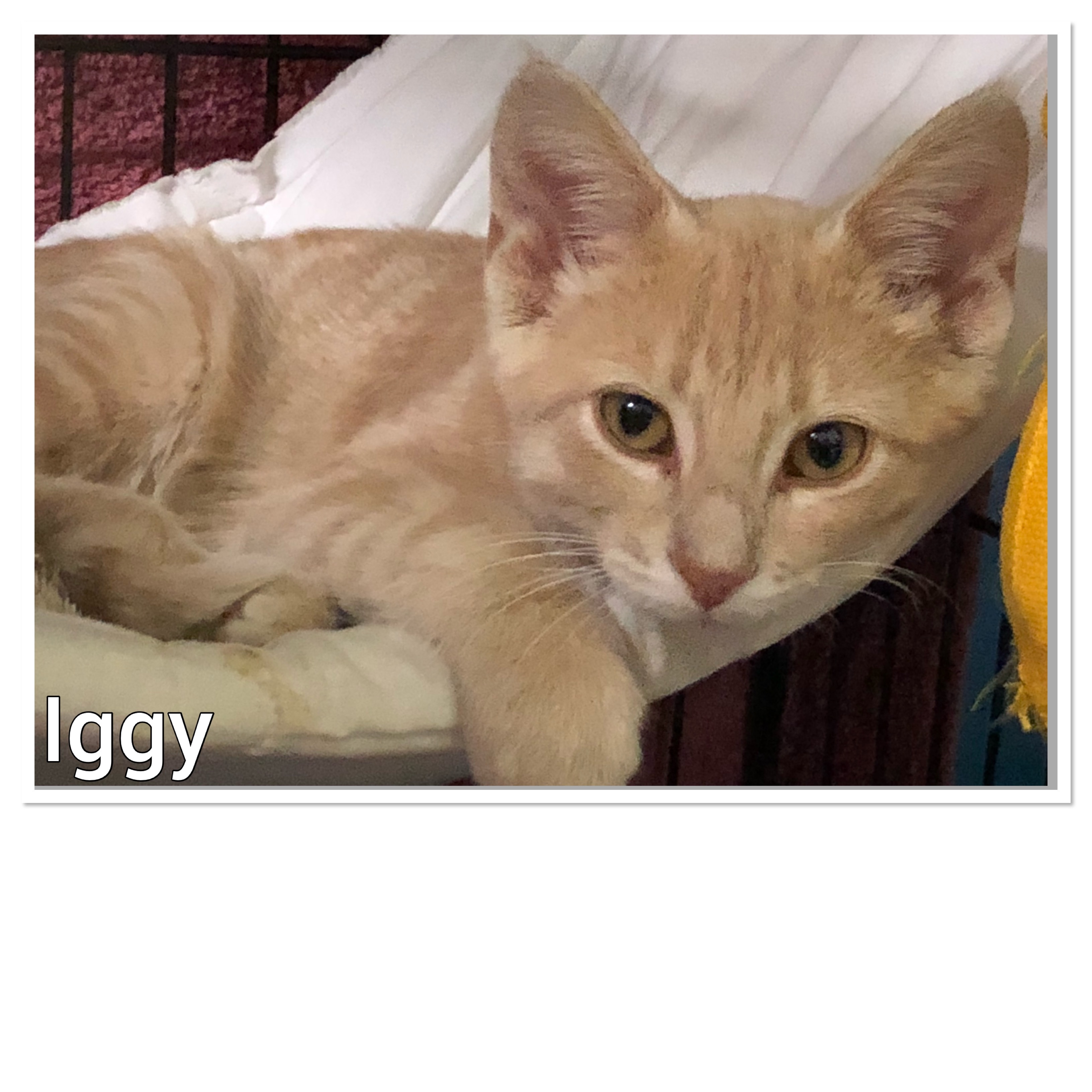 Iggy, an adoptable Domestic Short Hair in Whitewater, WI, 53190 | Photo Image 2