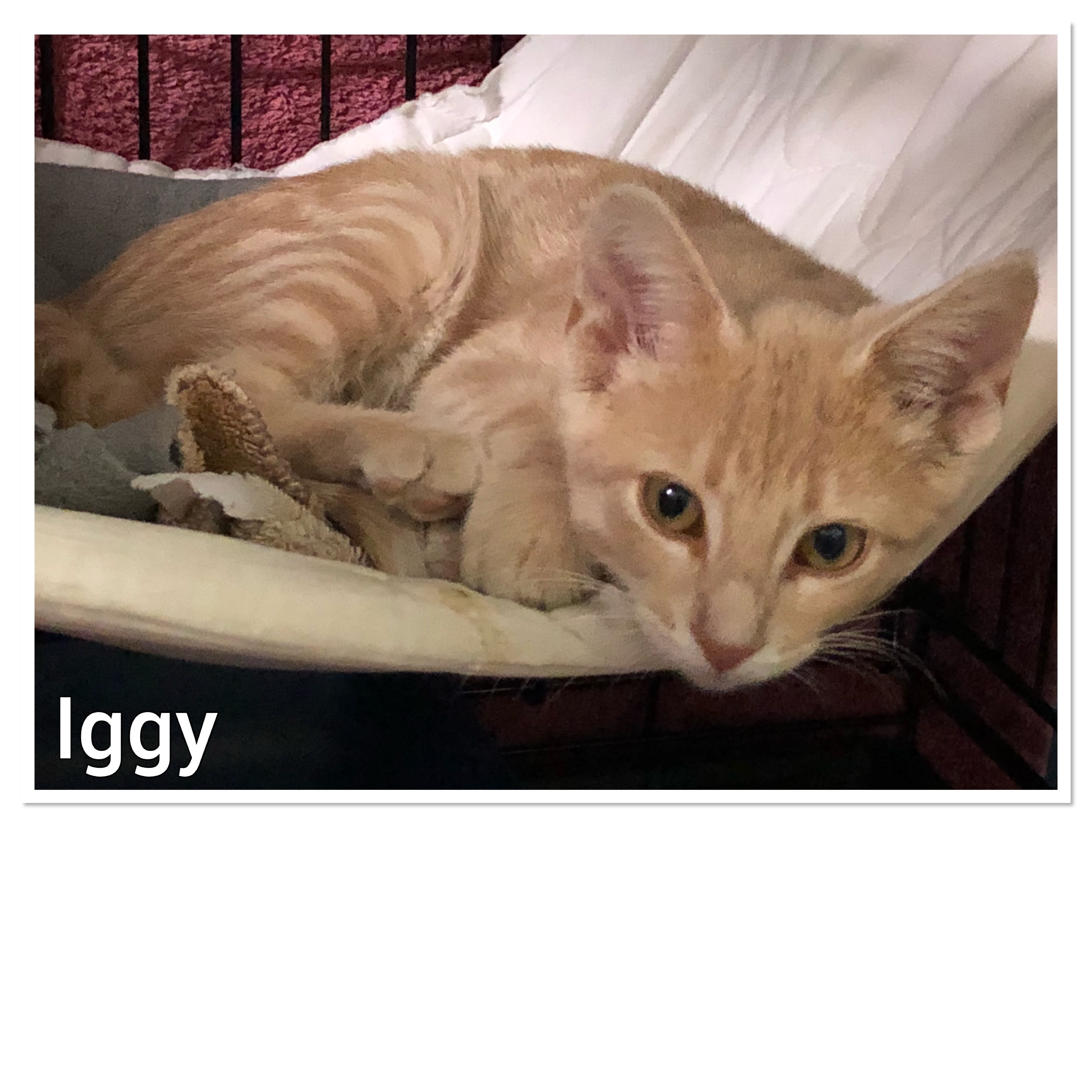 Iggy, an adoptable Domestic Short Hair in Whitewater, WI, 53190 | Photo Image 4